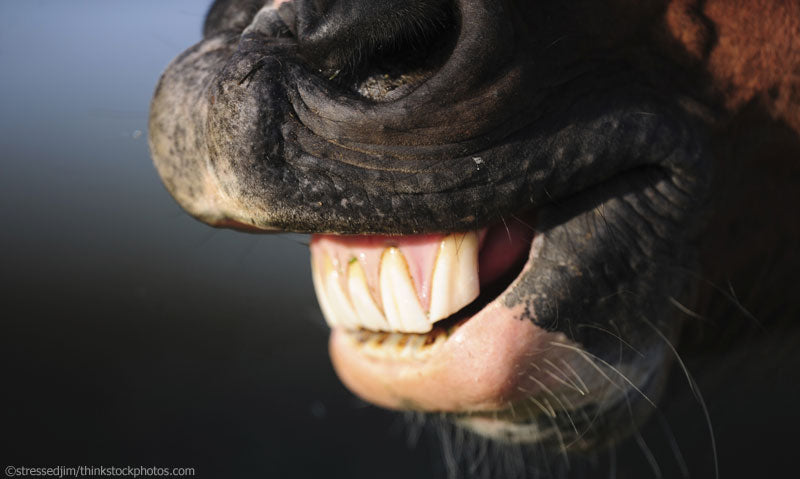 The Real Deal About Bitting Your Horse- A Horse's Mouth Is A Mysterious Place