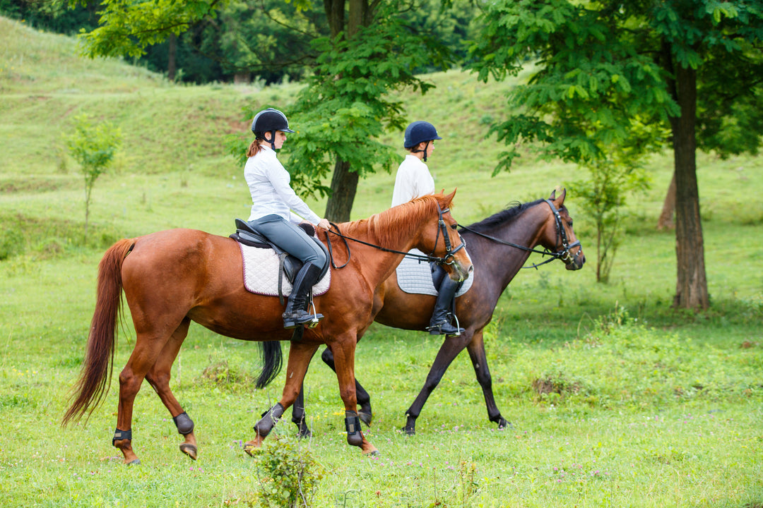 Let's Go Trail Riding! A Guide to Trail Riding in and Around Maryland