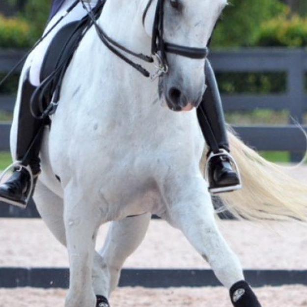 Dressage Tack & Apparel