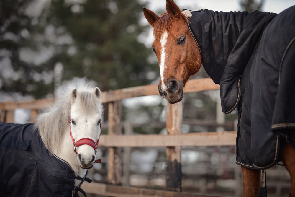 How to Keep Your Riding Horse Healthy and Happy in Cold Weather: Pre- and Post-Exercise Tips